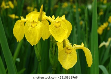 Yellow flag iris is in flower.
