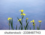 Yellow flag iris flowers blooming by a lake