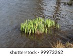 Yellow flag iris (Iris pseudacorus) sprouting in the shallow water of a lake in early spring