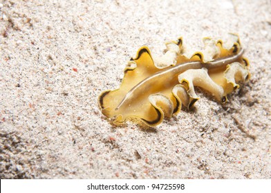 Yellow Flatworm