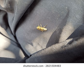 yellow flies or commonly called hoverflies on black cloth 