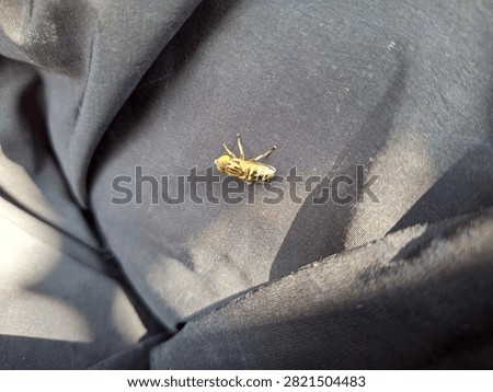 yellow flies or commonly called hoverflies on black cloth 
