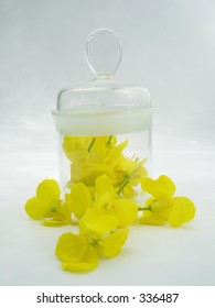 yellow flower