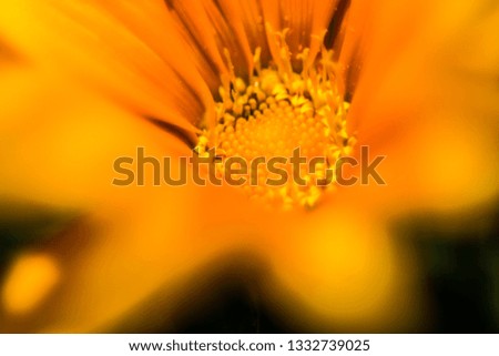 Similar – sunflowers Umwelt Natur