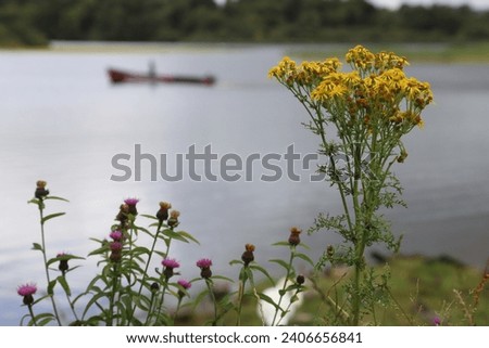 A yellow flower along the beautiful Lough Leane Lake in the Killarney National Park - County Kerry - Ireland