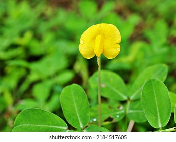 Yellow Flower Arachis Pintoi ,Brazil  Bean Plants ,arachis Hypogaea ,Pinto Beans ,herb Plant ,Lepidopterous ,Lepidopterans ,grass Plants ,tropical 