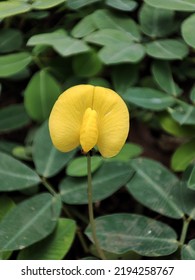 Yellow Flower Arachis Pintoi ,Brazil Bean Plants ,arachis Hypogaea ,Pinto Beans ,herb Plant ,Lepidopterous ,Lepidopterans ,grass Plants ,tropical.