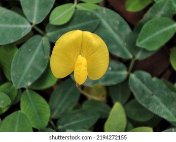 Yellow Flower Arachis Pintoi ,Brazil Bean Plants ,arachis Hypogaea ,Pinto Beans ,herb Plant ,Lepidopterous ,grass Plants ,tropical.