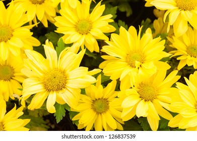 Yellow flower background