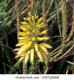 Yellow Flower Of A Barbados Aloe Plant. Aloe Vera