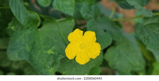 Yellow Flower Beautiful And Amazing Outlook 