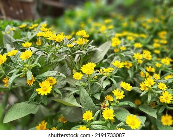 Yellow Flower Bed In The Garden