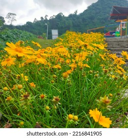 Yellow Flower Bed In The Garden In Summer.