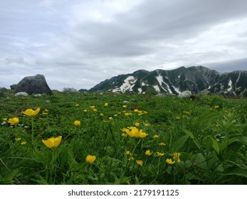 Yellow Flower Bed In Tateyama Mountain