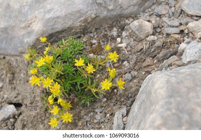 Yellow flower between rocks
