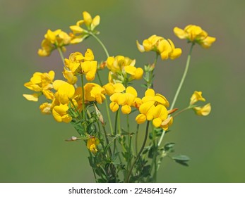 Yellow flower of bird's-foot trefoil on the meadow, Lotus corniculatus - Shutterstock ID 2248641467