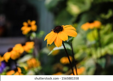 a yellow flower with a black core is similar to a camomile, grows in a garden.