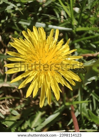 yellow flower bloom brightly on the grass gound