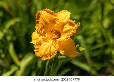 Yellow flower of blooming daylily close-up - Powered by Shutterstock