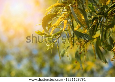 Yellow flower in blooming, Sydney Australia, bright yellow Earleaf acacia flowers of acacia auriculiformis tree, also known as auri, earleaf acacia, earpod wattle, northern black wattle, Papuan wattle
