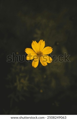 Similar – Image, Stock Photo a yellow and small flower isolated in the field