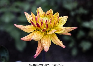 Yellow Flower In Botanical Garden, Prague