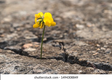 Yellow Flower Breaking Through Concrete Cracks. Macro.