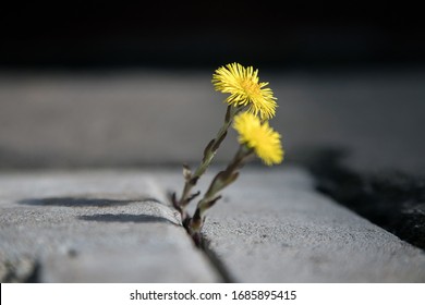 a yellow flower breaks through the asphalt. the flower grows in the city. nature and the city.
