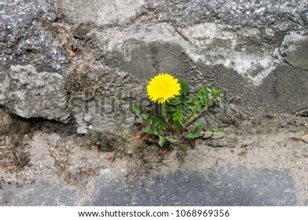 Similar – Mauerblümchen Farbfoto