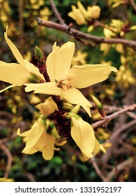 yellow flower and brown branch