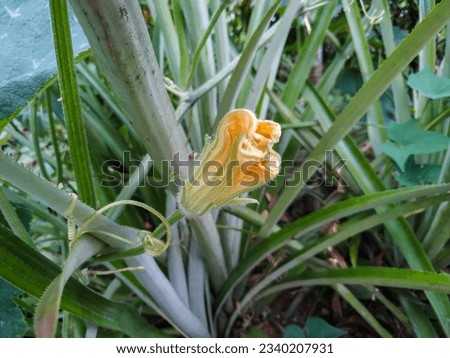 A Yellow Flower Bud of the Butternut Pumpkin Plant (Cucurbita Moschata) on the Ground. A Vining Plant Species of the Cucurbitaceae Family in the Cucurbitales Order.