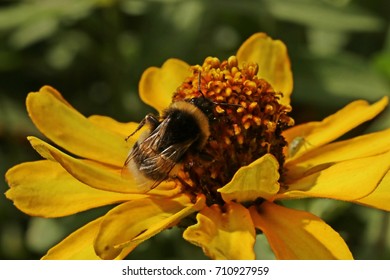 Yellow Flower And Bumblebee