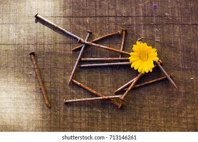 Yellow flower and a bunch of rusty nails on wooden background