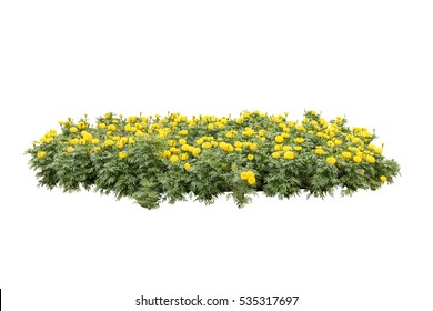 Yellow Flower Bush Tree Isolated White Background