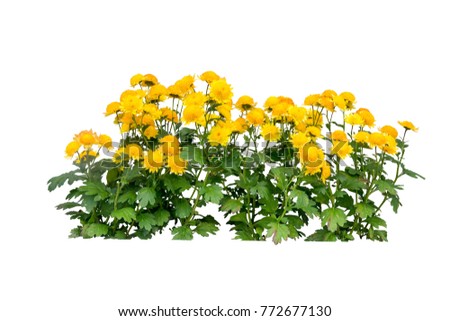 yellow flower bush tree isolated on white background with clipping paths