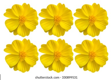 Yellow flower by isolate style