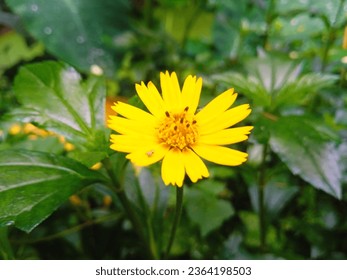Ametrallador amarillo con disparo cercano por cámara Hermosa flor amarilla