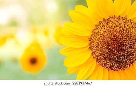 Yellow flower, Close up Sunflower in the garden, abundance field with blur background. - Powered by Shutterstock