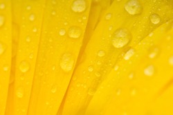 Yellow Flower Close-up And Water Drop. Macro Shot