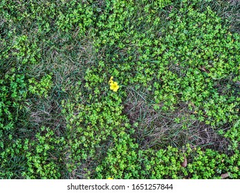 Yellow Flower in Clover Patch