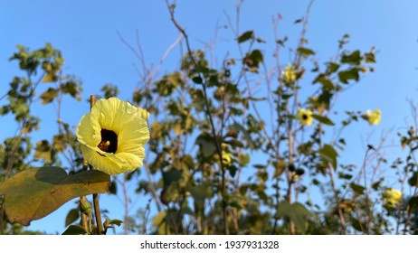 Cotton Rose Mallow Images Stock Photos Vectors Shutterstock