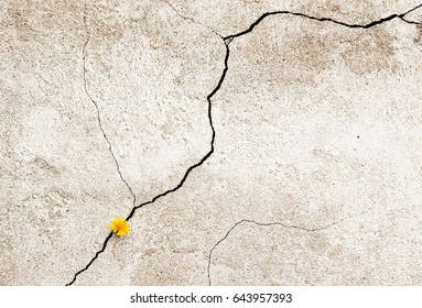 Yellow Flower In A Crack