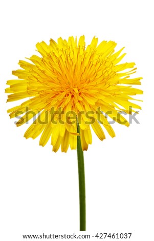 The yellow flower of a dandelion close up on white background with Clipping Path.