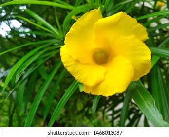 Yellow Flower For Dekstop Wallpaper