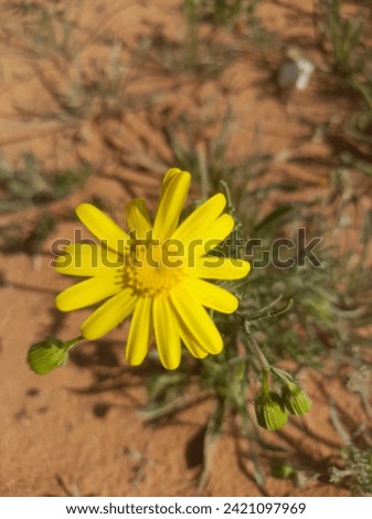yellow flower in desert of saudiarabia