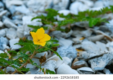 The yellow flower of devil's thorn plant (Tribulus terrestris)  - Shutterstock ID 2292618185