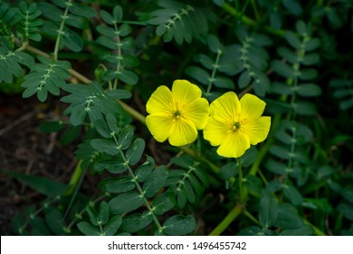 The yellow flower of devil's thorn (Tribulus terrestris plant) with leaves.