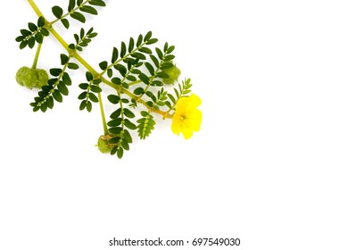 Yellow Flower Devils Thorn Tribulus Terrestris Stock Photo (Edit Now ...