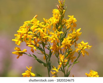 Genista の画像 写真素材 ベクター画像 Shutterstock