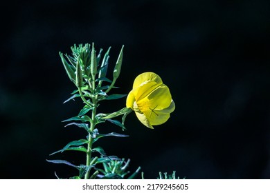 The Yellow Flower Of Evening Primrose Against Black Background